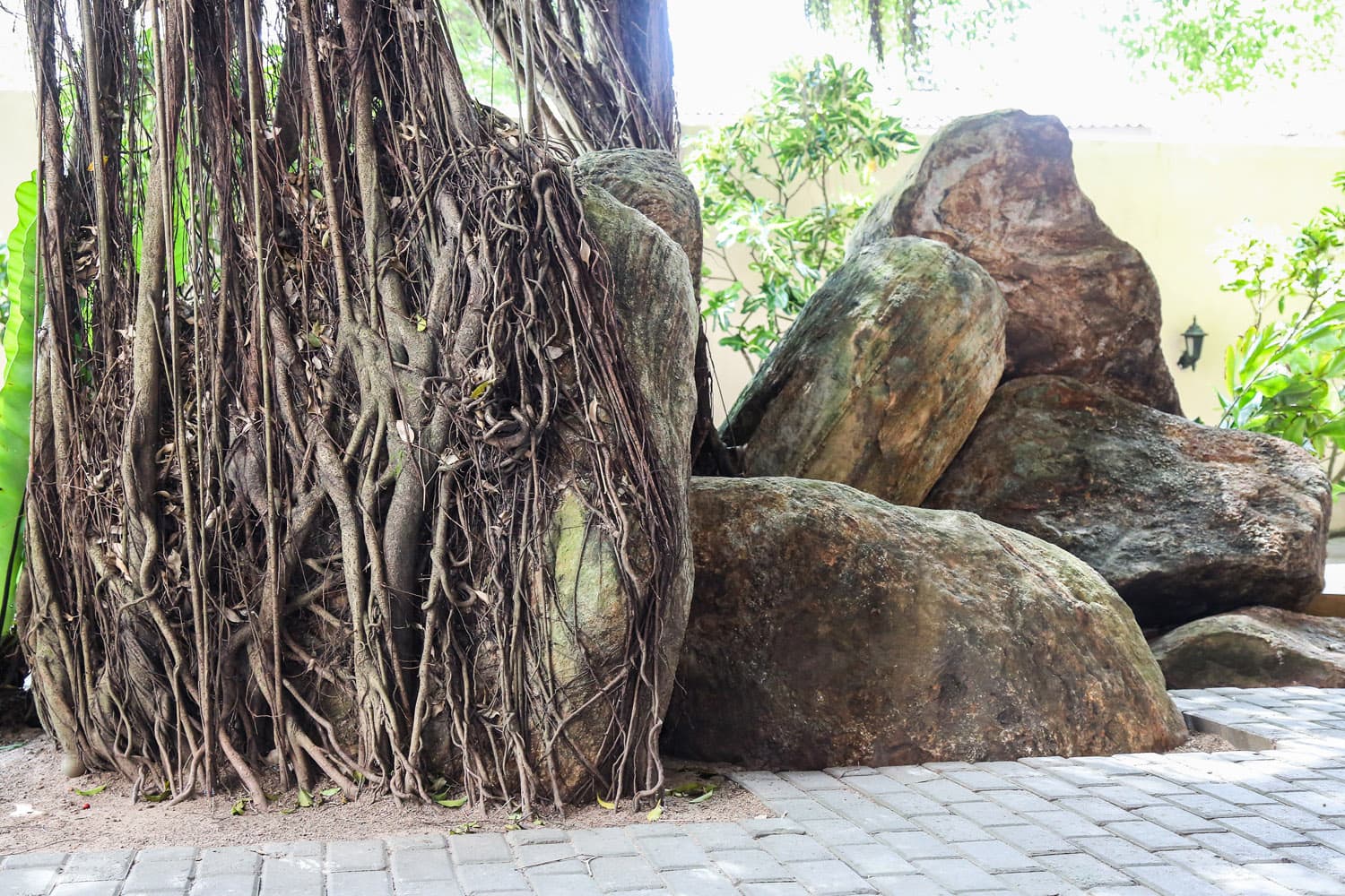 Tropical garden