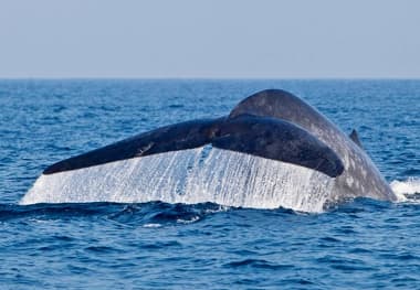 Whale Watching