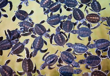 Turtle Hatchery & Farm
