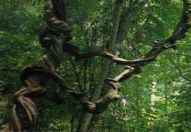 Sinharaja Forest Reserve