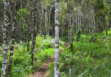 Cinnamon Trails