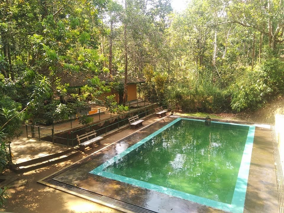 Kottawa Rainforest