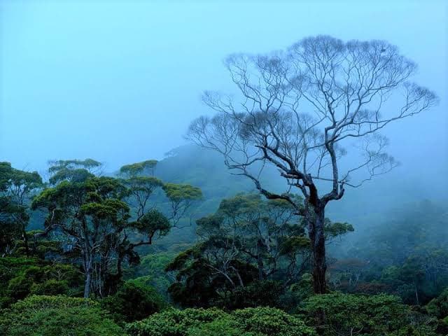 Sinharaja Forest Reserve