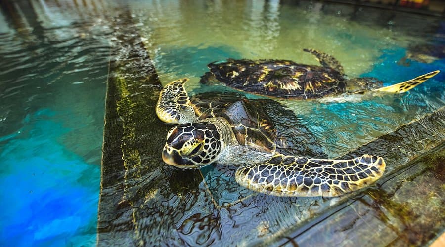 Turtle Hatchery & Farm